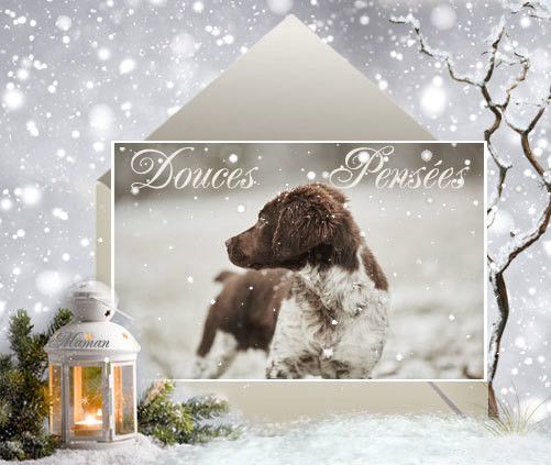 Douces Pensées Mon Ange♥